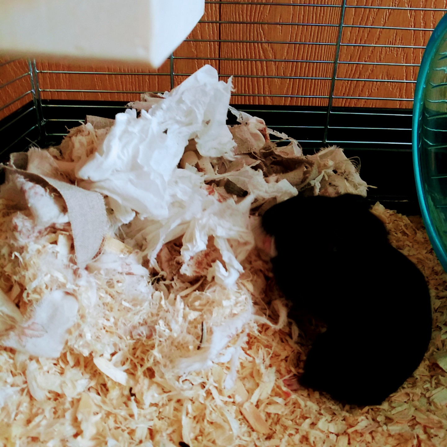 クロクマハムスター